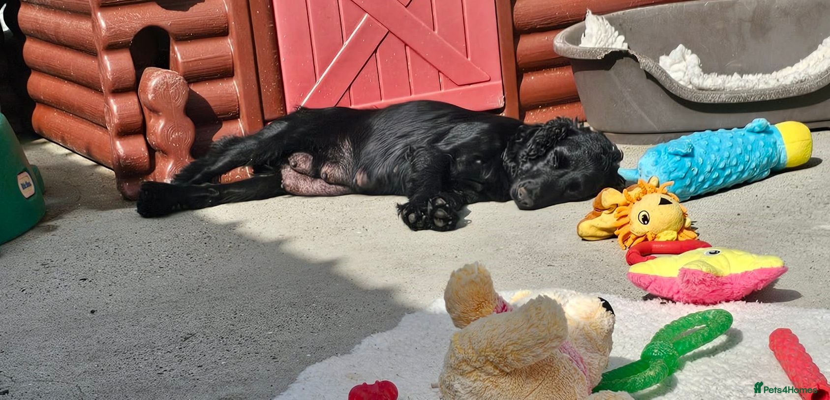 Bocker dogs Beautiful Bocker Pups - Ready 14.09.26 - Advert 2