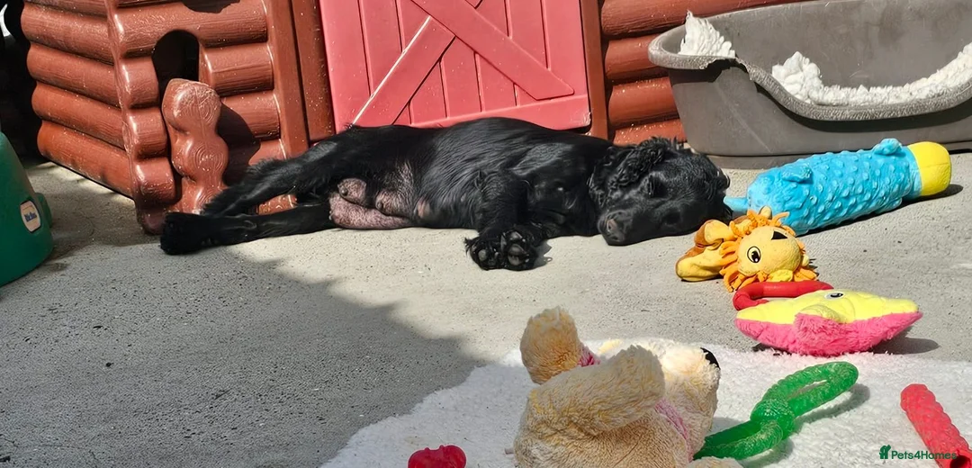 Bocker dogs for sale: Beautiful Bocker Pups - Ready 14.09.26 in Thirsk - Advert 2
