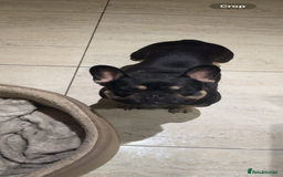 French Bulldog dogs for sale: Lunarya - Loving 4-Year-Old French Bulldog  - Advert 4