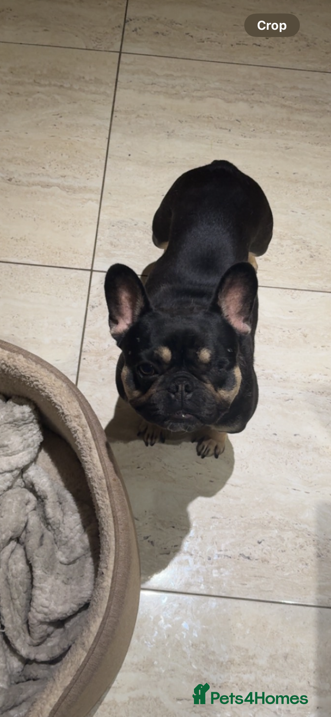 French Bulldog dogs for sale: Lunarya - Loving 4-Year-Old French Bulldog  - Advert 4