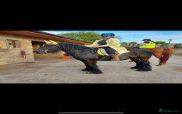 Other Breed horses for sale: Dales x Cob for sale - Image 8