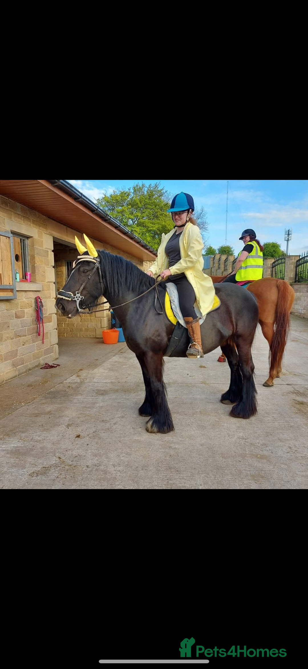 Other Breed horses for sale: Dales x Cob for sale - Image 8