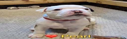 American Bulldog dogs for sale: Beautiful Johnson Type American Bulldog Puppies - Advert 16