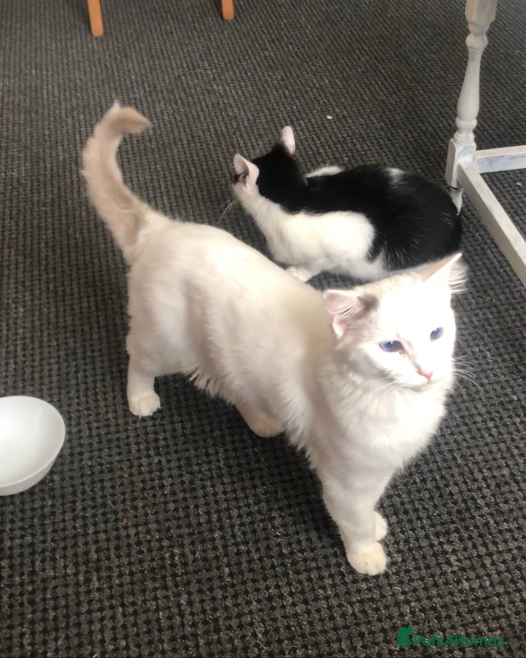 Ragdoll cats for sale: Pure ragdoll boy  - Advert 2