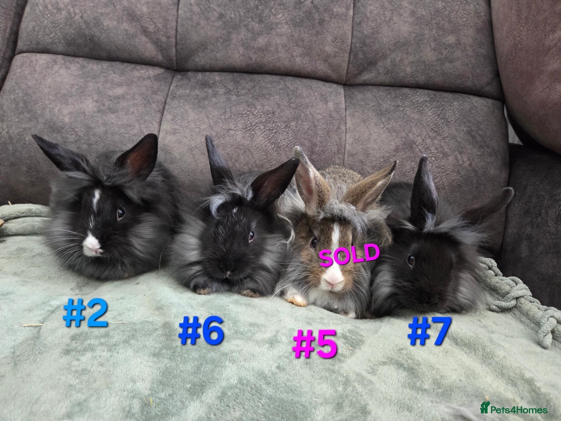 Lionhead rabbits Lion head babies very fluffy & tame ☆READY NOW - Advert 1