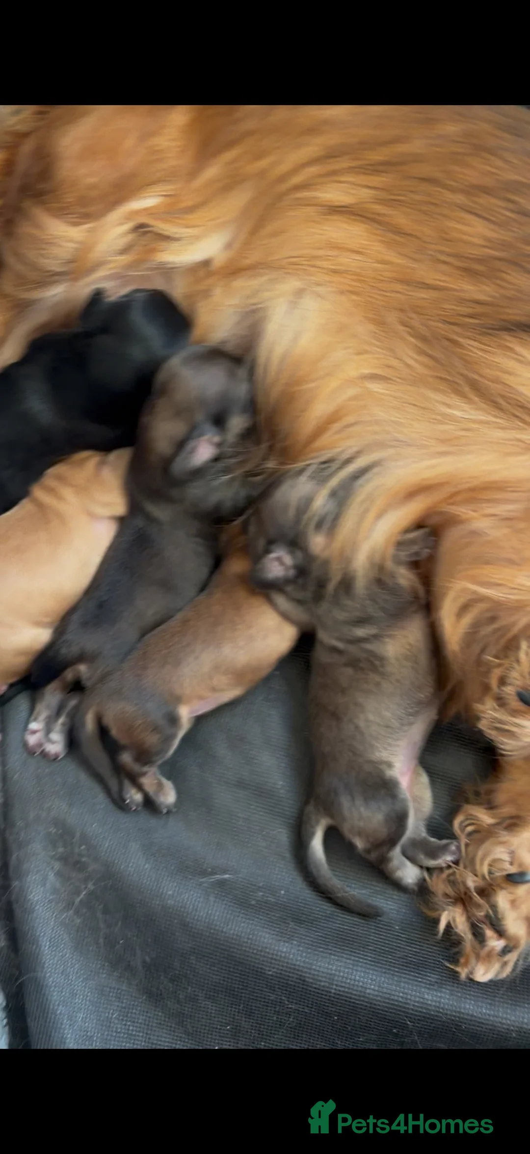 Miniature Dachshund dogs for sale: Beautiful Long-Haired Miniature Dachshund Puppies - Advert 1