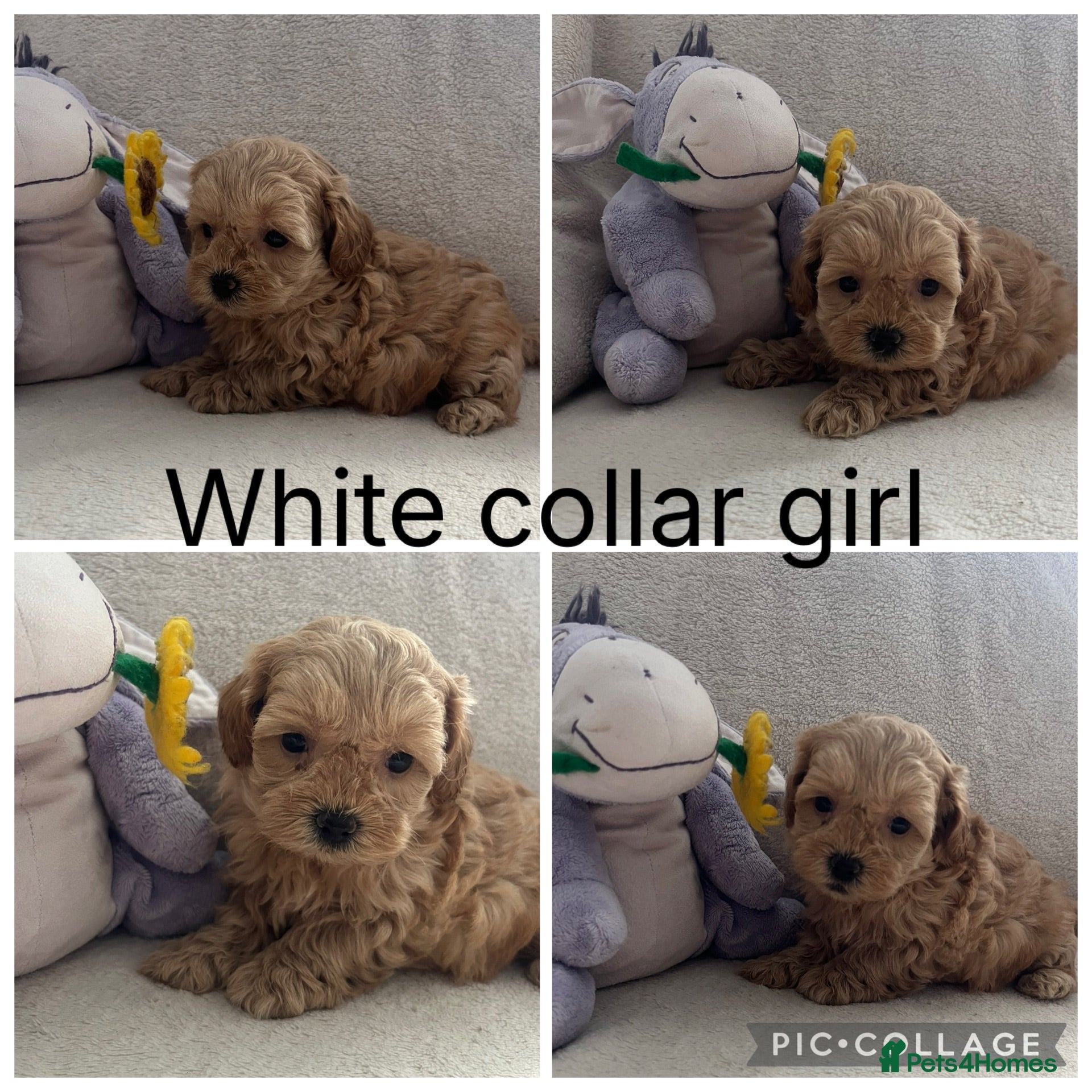 Maltipoo dogs Adorable malshipoo puppies  - Advert 1