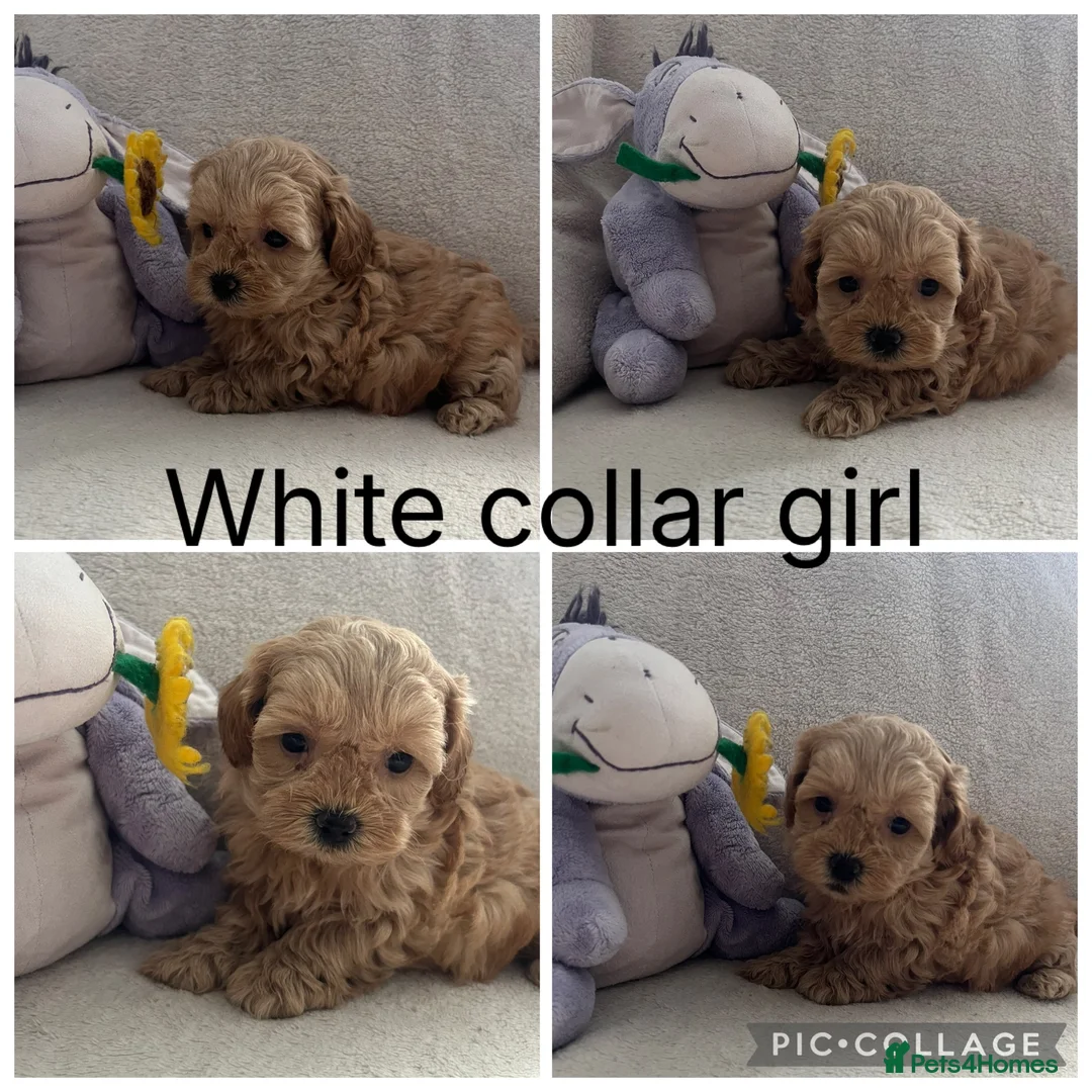 Maltipoo dogs for sale: Adorable malshipoo puppies  in Cardigan - Advert 1