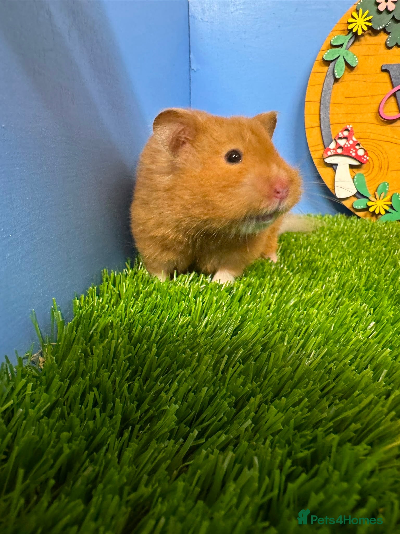 Hamster rodents Syrian Hamster Female Girl  - Advert 1
