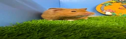 Hamster rodents for sale: Syrian Hamster Female Girl  - Advert 1