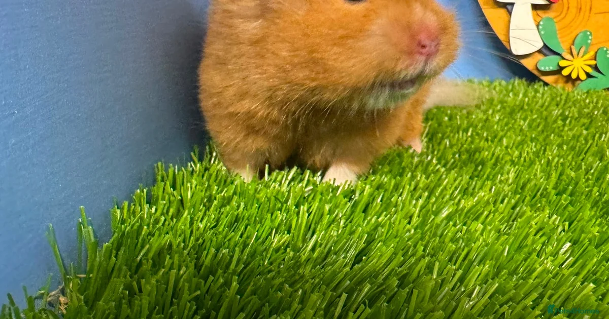 Syrian Hamster Hamster Rodents For Sale Pets4Homes syrian-hamster-hamster-rodents-for-sale-pets4homes