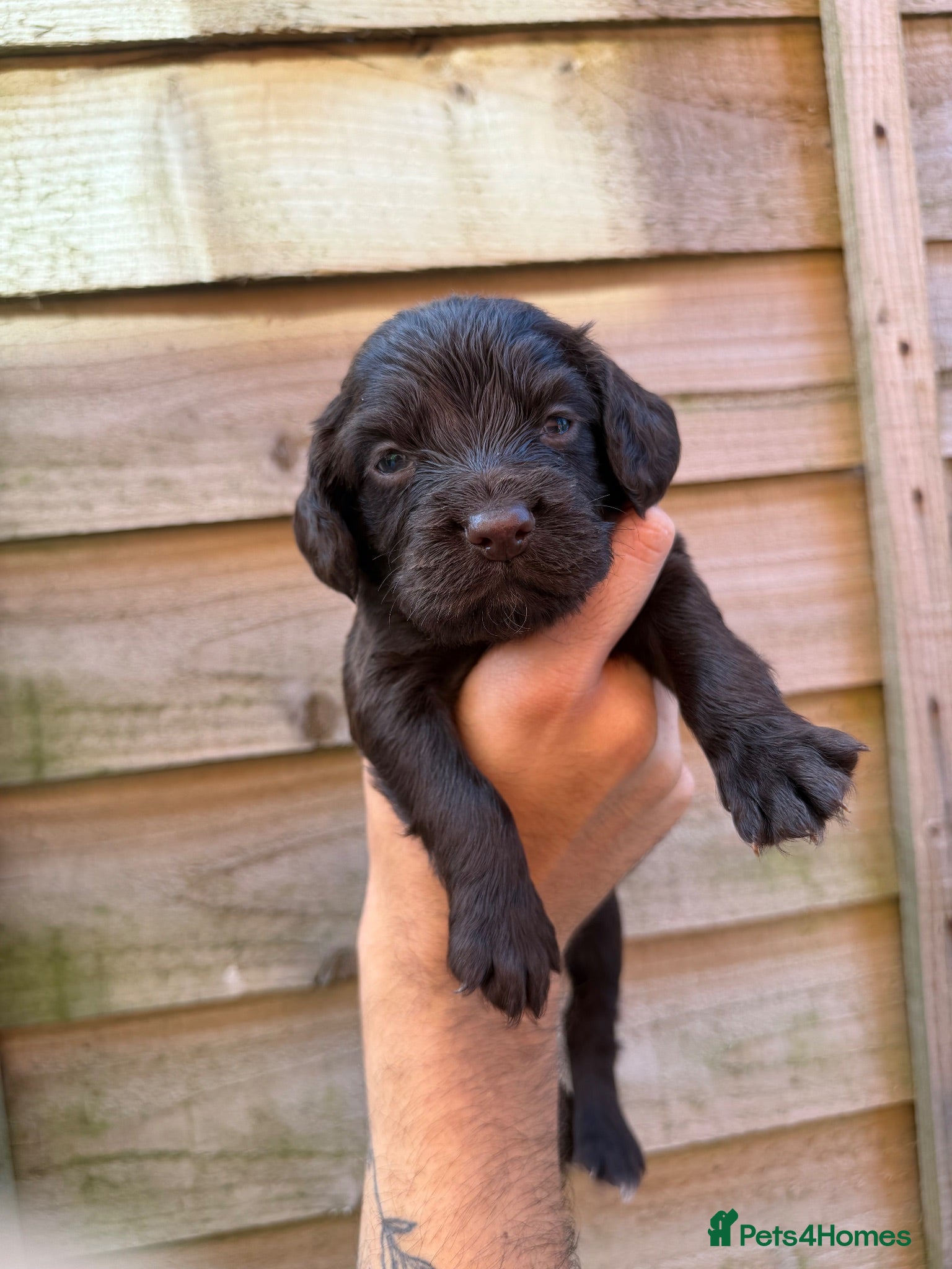 Sprocker dogs Kc Cocker spaniel / sprocker spaniel 10 pups - Advert 16