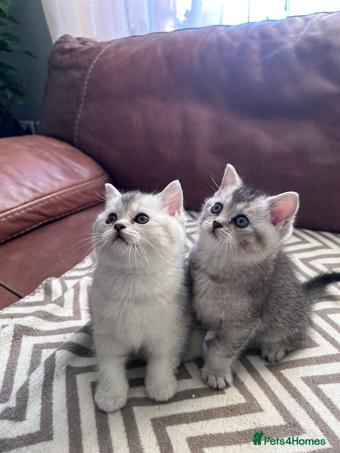 Scottish Fold cats for sale: Little buddies looking for home - Advert 10