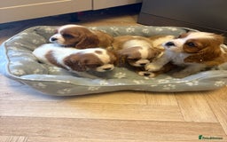 Cavalier King Charles Spaniel dogs for sale: ✨Adorable King Charles Cavalier Puppies✨READY NOW✨ - Advert 23