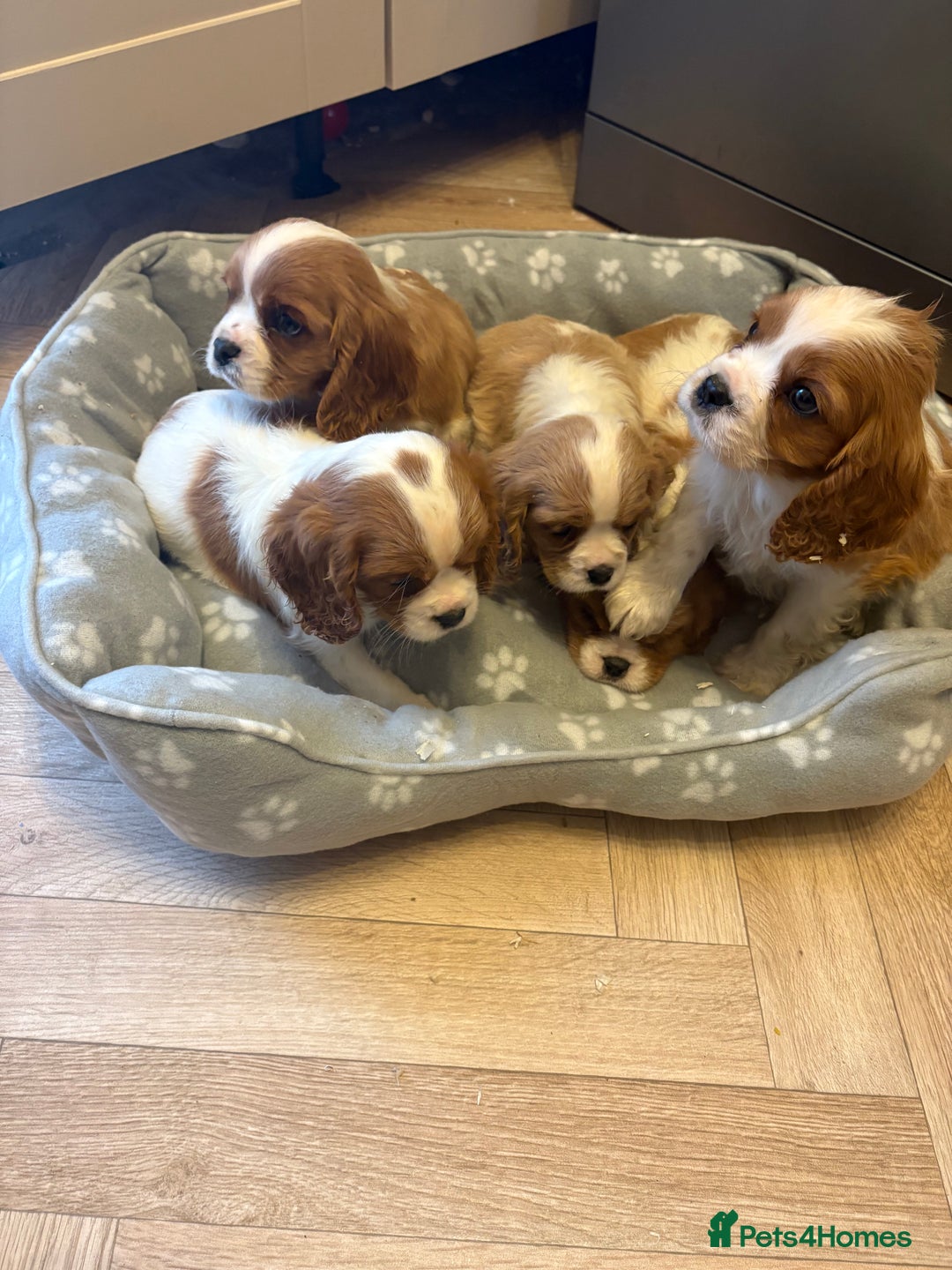 Cavalier King Charles Spaniel dogs for sale: ✨Adorable King Charles Cavalier Puppies✨READY NOW✨ - Advert 23