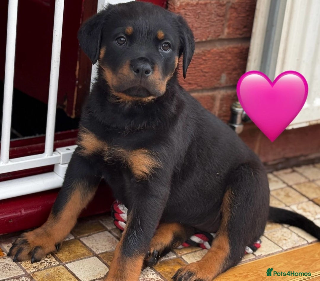 Week Rottweiler Puppy With Tail Purebred Rottweiler Puppies Dogs - Main Image