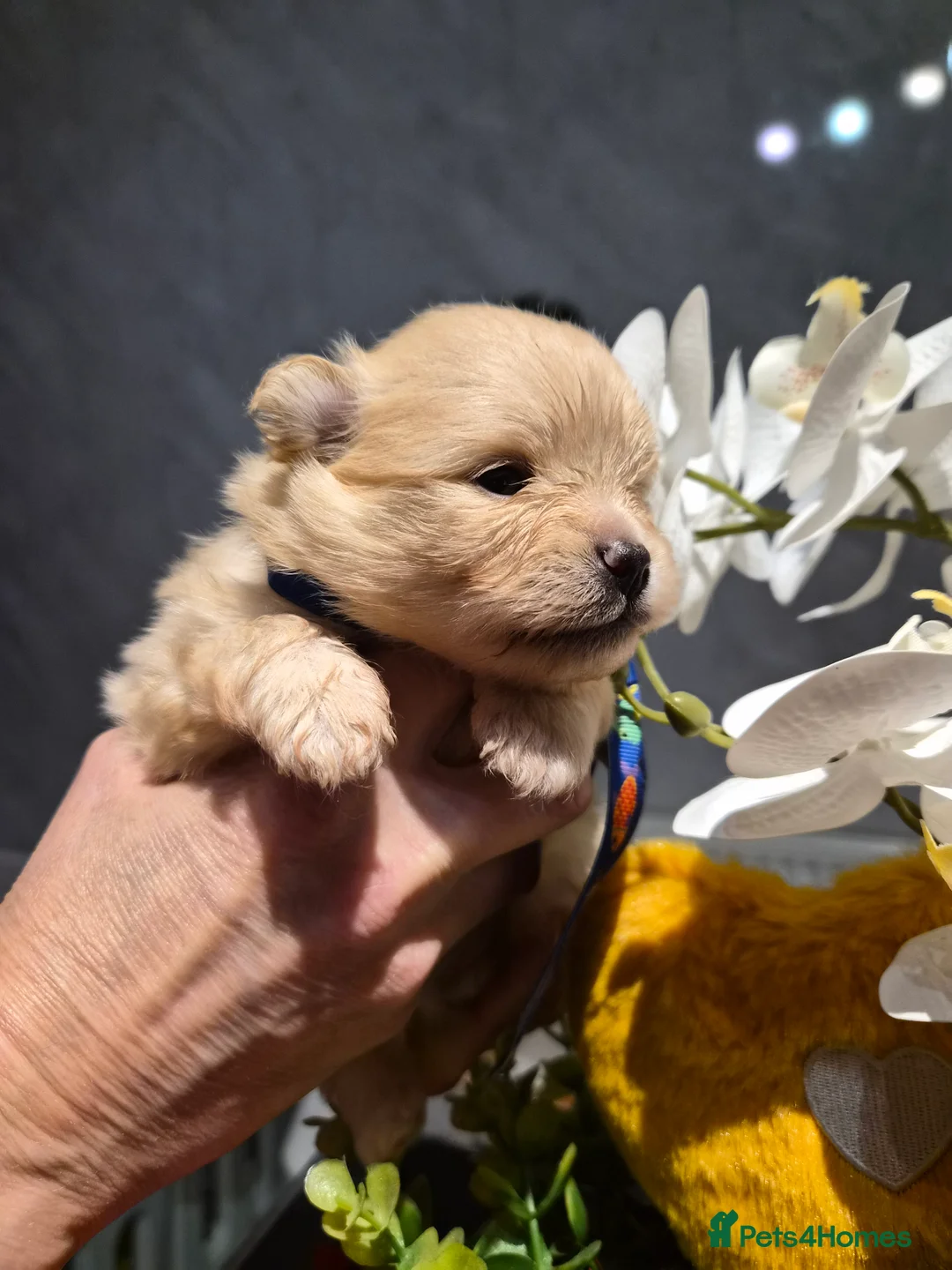 Pomeranian dogs for sale: 💝High Quality Korea/ Russia Babies💝 - Advert 20