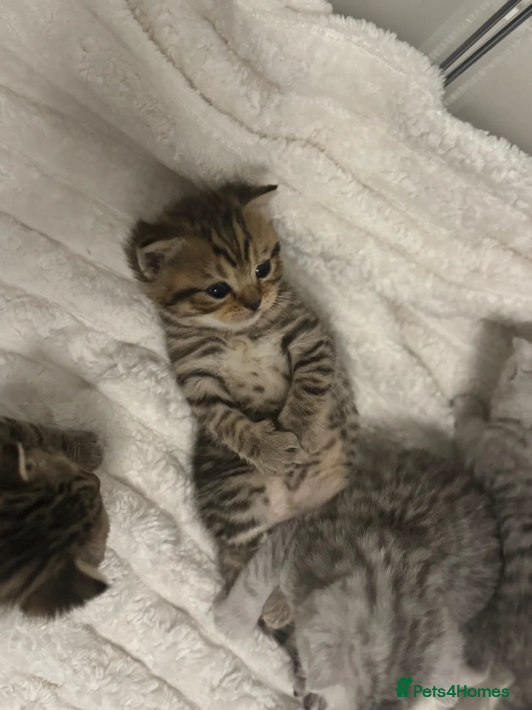 British Shorthair cats for sale: 4 kittens  - Advert 2