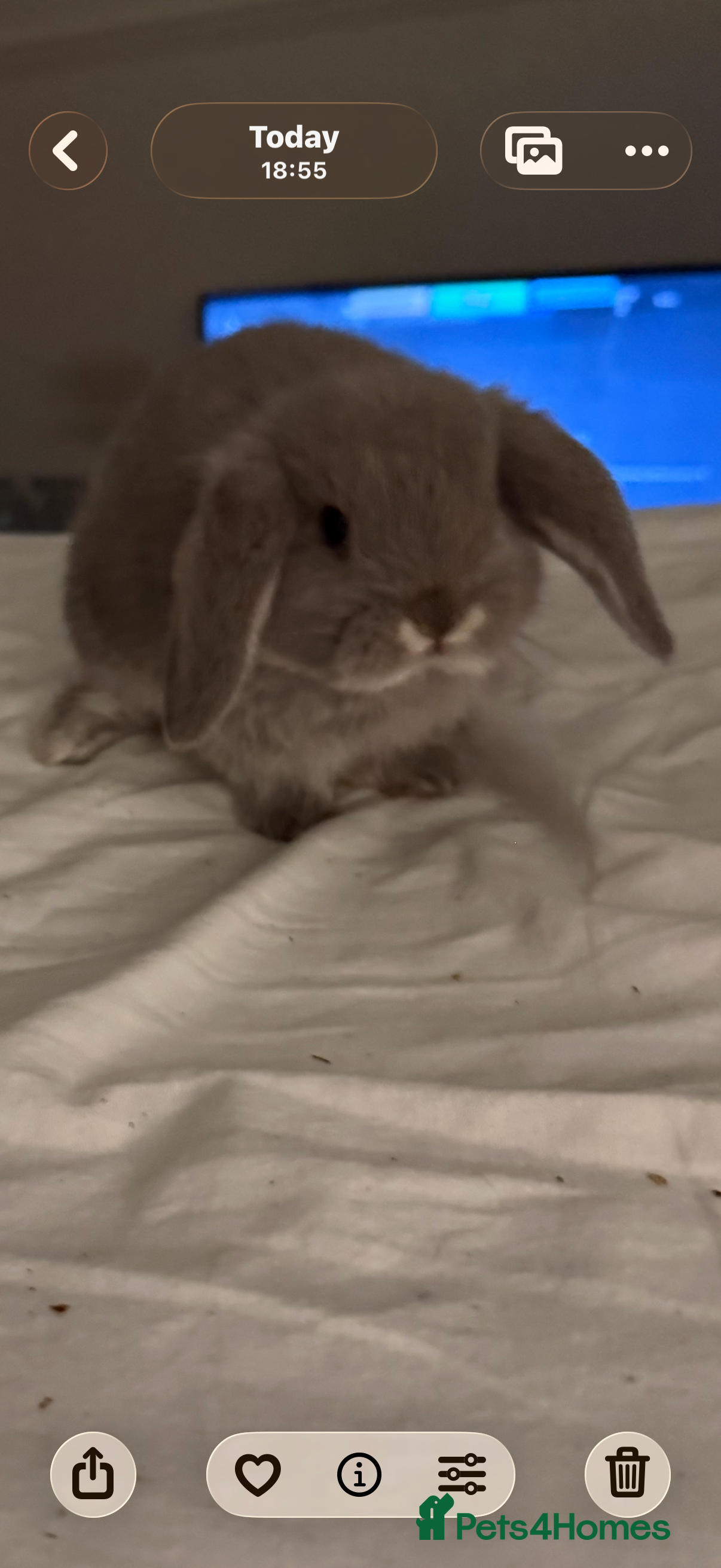 French Lop rabbits Male and female - Advert 9