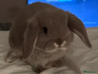 French Lop rabbits Male and female - Advert 9