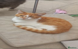 Mixed Breed cats for sale: 3 beautiful cats for sale. Individually priced - Image 2