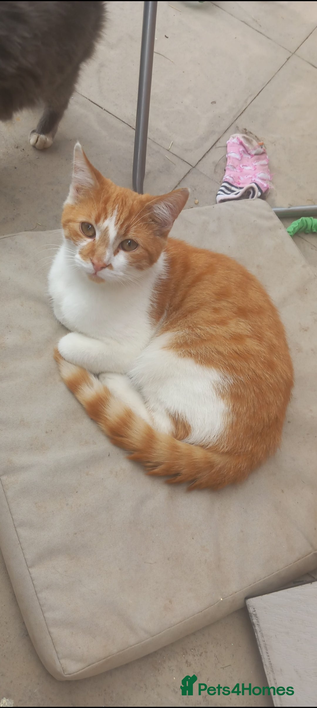 Mixed Breed cats for sale: 3 beautiful cats for sale. Individually priced - Image 2
