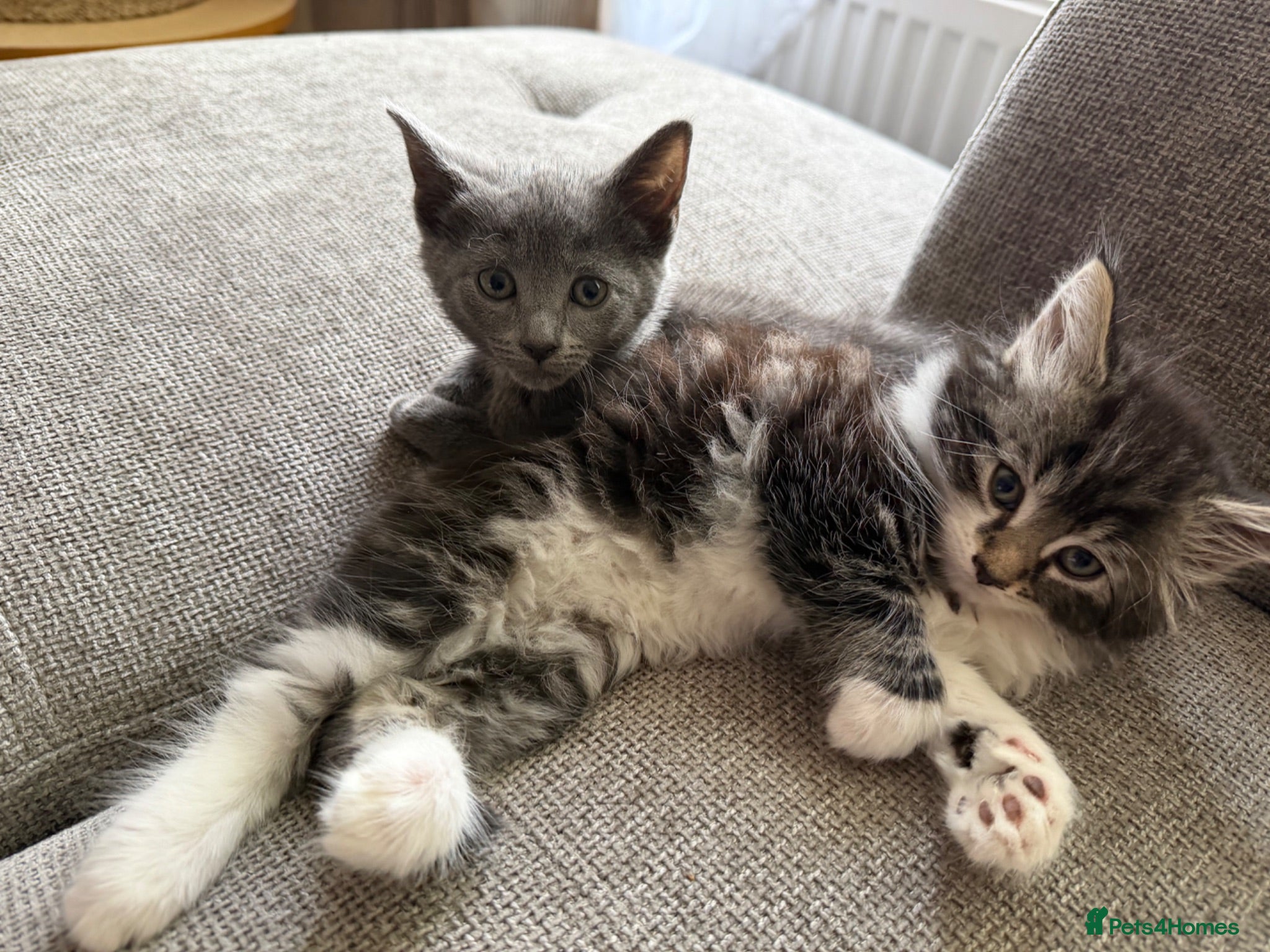 Mixed Breed cats  Kitten Looking for a Loving Home 🐾 - Advert 1
