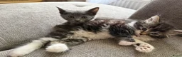 Mixed Breed cats for sale:  Kitten Looking for a Loving Home 🐾 - Advert 1