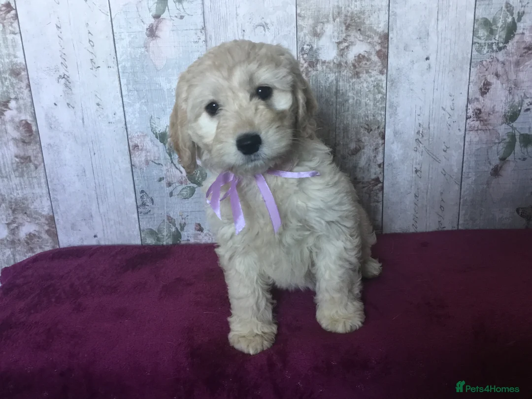 Mixed Breed dogs for sale: Cockador x poodle pups - Advert 2
