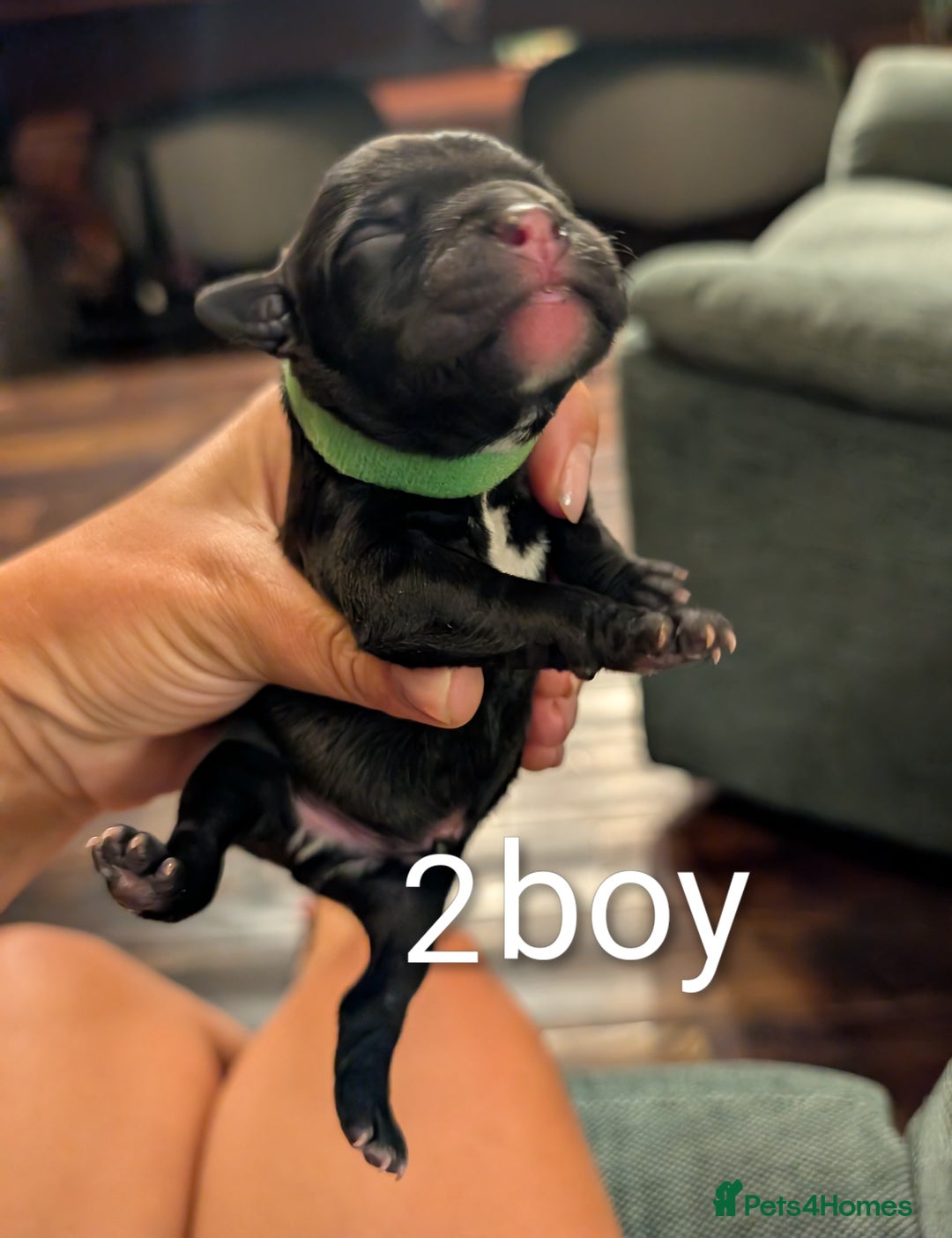 Staffordshire Bull Terrier dogs for sale: Ms/Mister - Image 12
