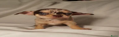 Chihuahua 2