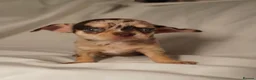 Chihuahua dogs for sale: Gorgeous litter of merle chihuahua pups - Advert 7