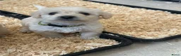 Westiepoo dogs for sale: Beautiful westiepoo puppies  - Advert 25
