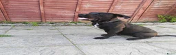 Presa Canario dogs for sale: Tyson - Advert 1