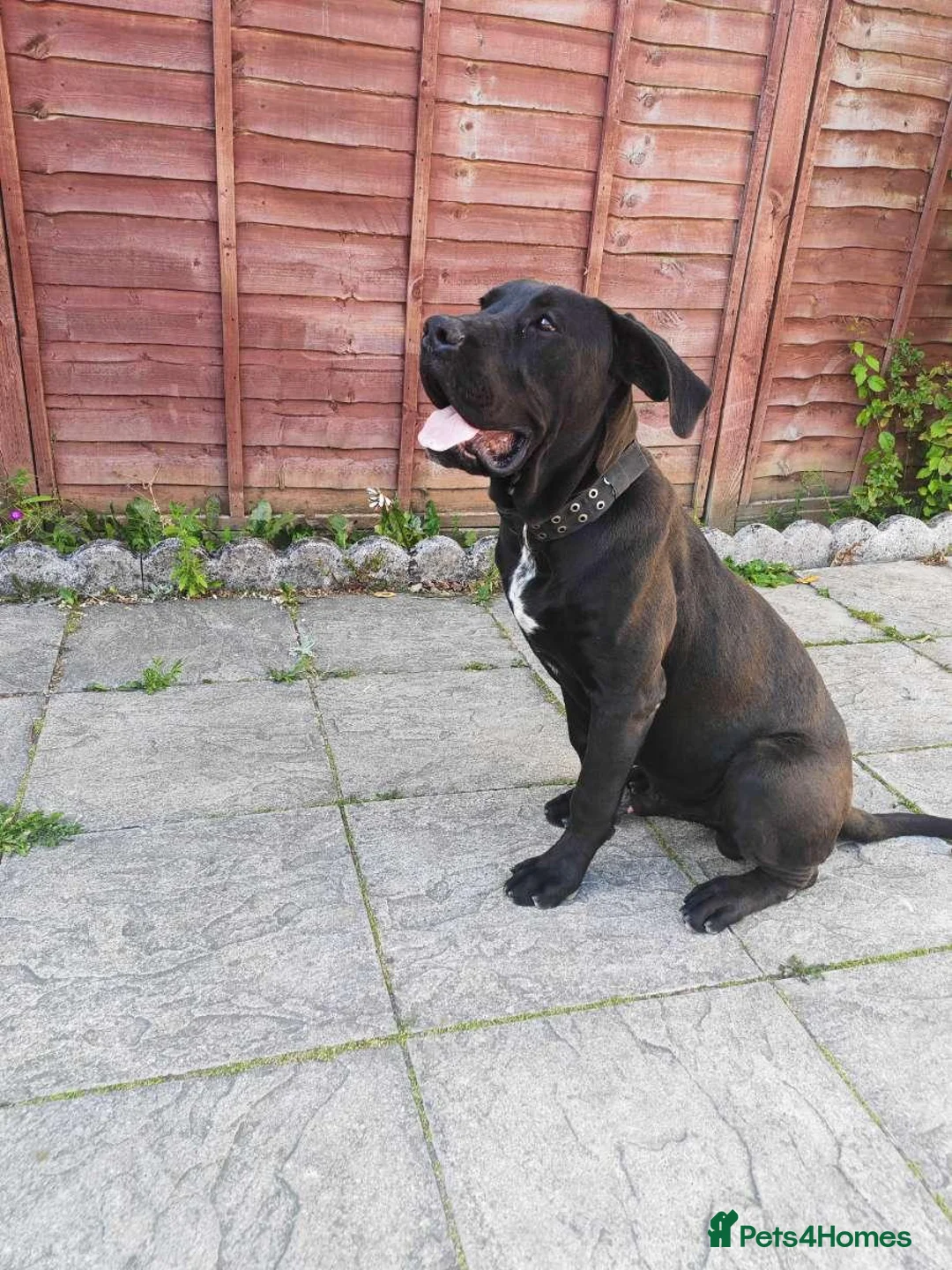 Presa Canario dogs for sale: Tyson - Advert 1