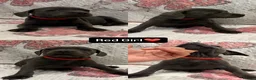 Staffordshire Bull Terrier dogs for sale: 6 Blue Staffordshire Bull Terrier Puppies  - Advert 6