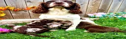 Sproodle dogs for sale: Rare Sproodle Doodle Merle Chocolate Puppies  - Advert 17