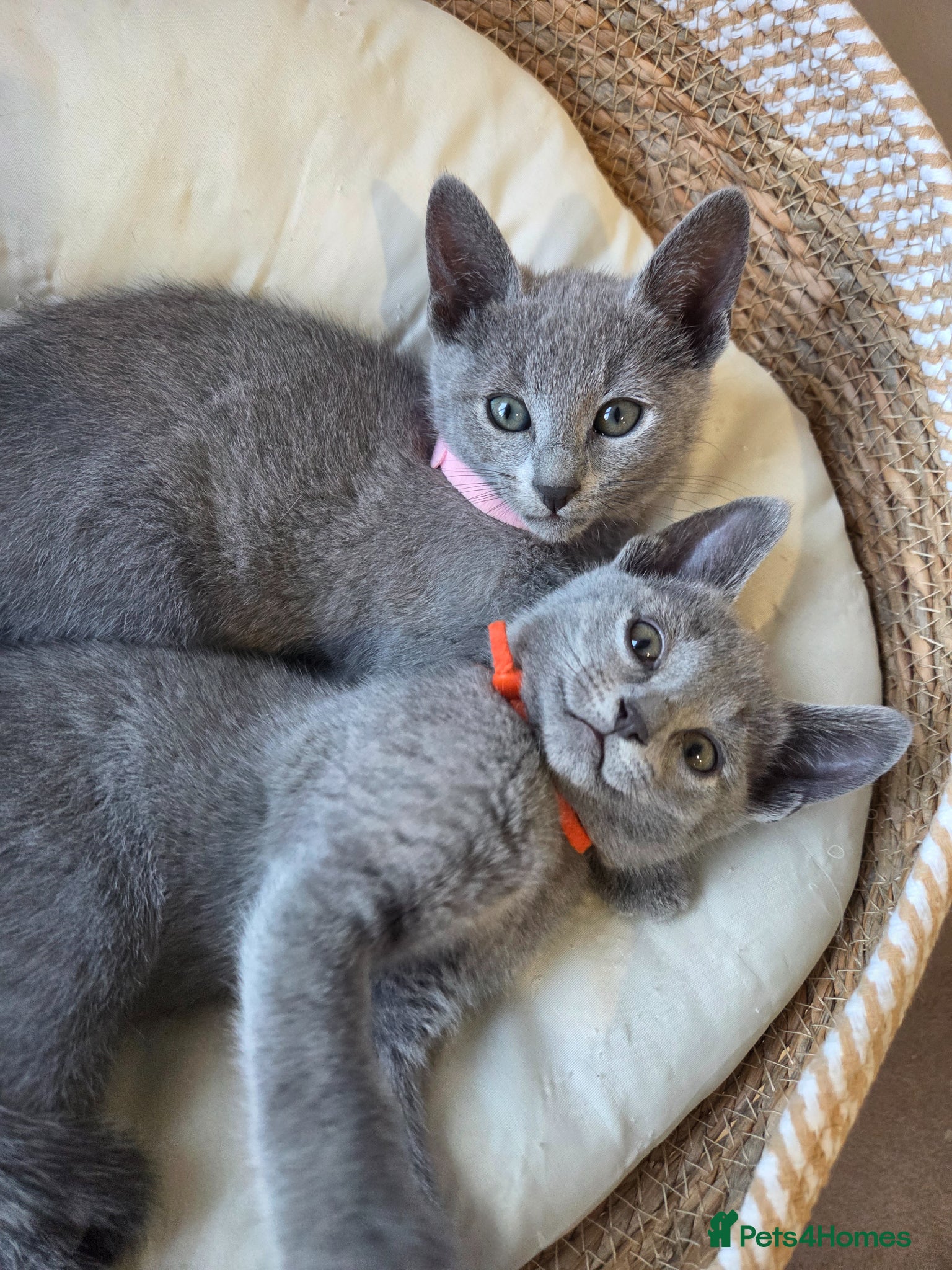 Russian Blue cats 💙  Russian Blue Kittens – Champion Line, TICA - Advert 11
