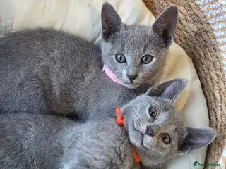 Russian Blue cats 💙 Russian Blue Kittens – Champion Line, TICA - Advert 2