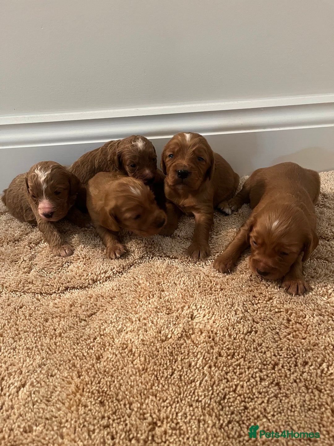 Cockapoo dogs for sale: Cockpoo puppies - Advert 9