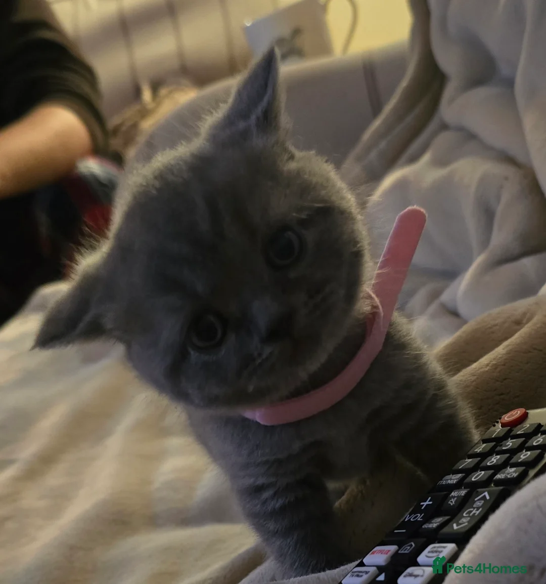 British Shorthair cats for sale: Beautiful British Shorthair Kittens in West Calder - Advert 2