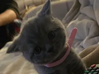 British Shorthair cats Beautiful British Shorthair Kittens - Advert 15