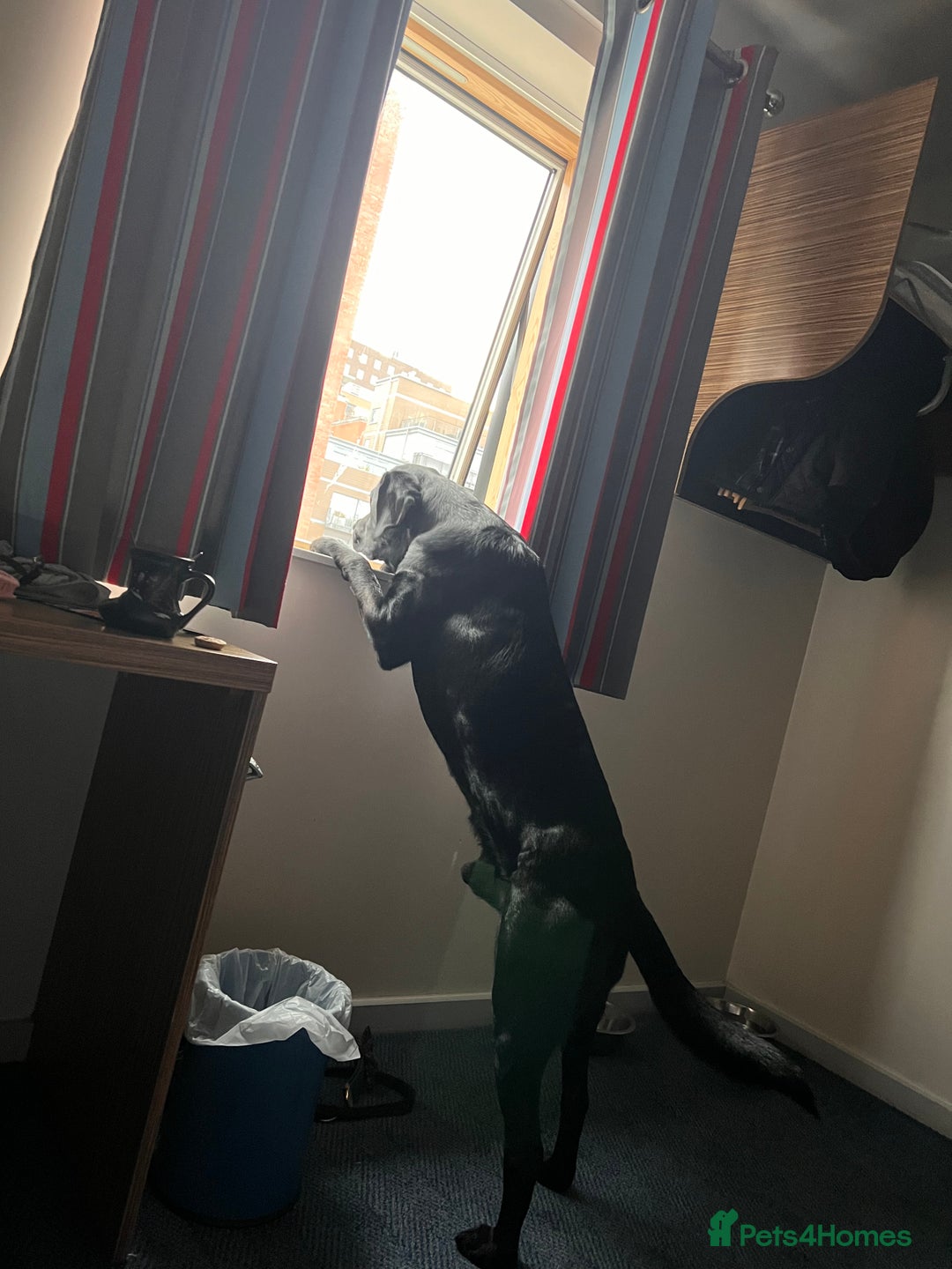 Labrador Retriever dogs for stud: Stud Labrador  - Advert 3