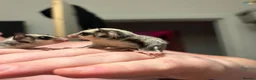 Sugar Glider rodents for sale: Male and female sugar gliders in Poulton-le-Fylde - Advert 5