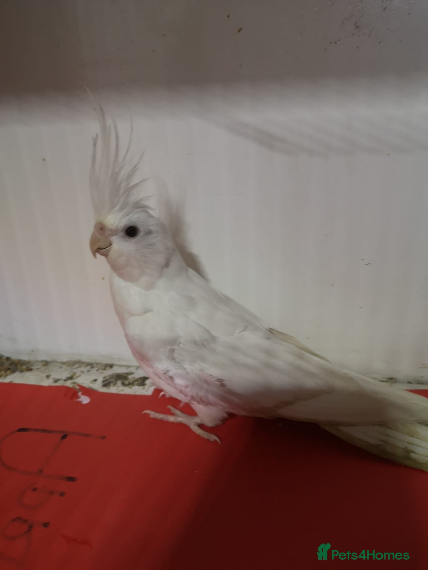 Cockatiels birds Female cockatiel  - Advert 3