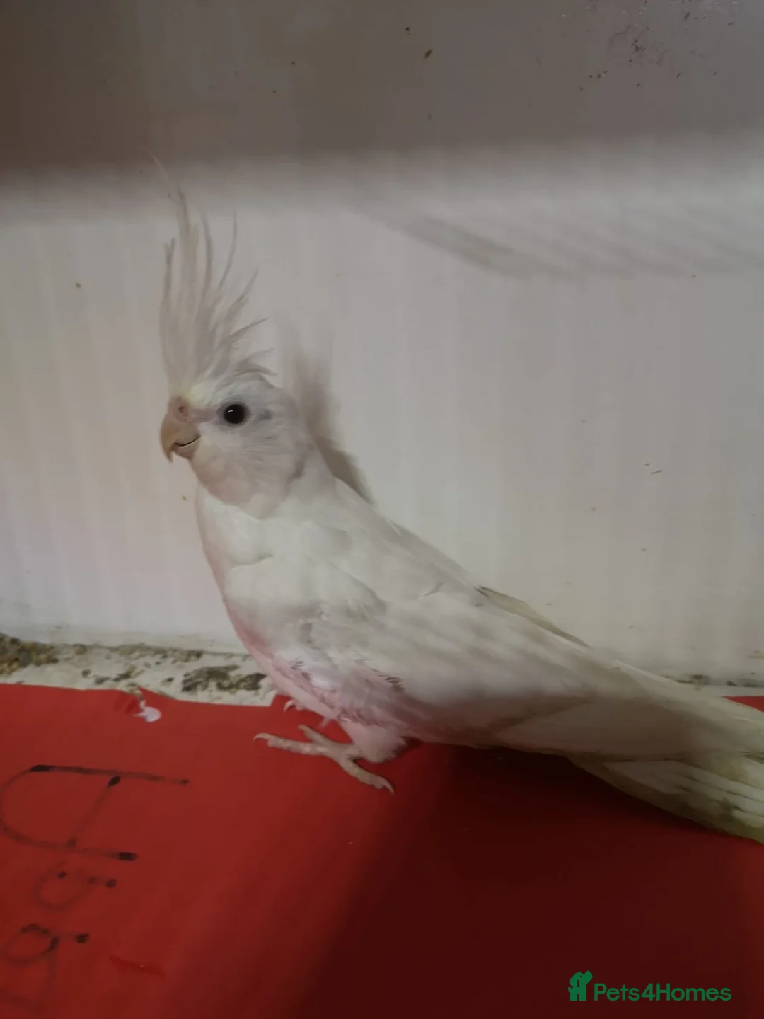 Cockatiels birds for sale: Female cockatiel  - Advert 1