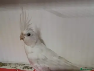Cockatiels birds Female cockatiel - Advert 3