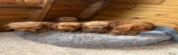 Cockapoo dogs for sale: Ready now we have fox red and apricot cockapoos F1 in Stourport-on-Severn - Advert 13