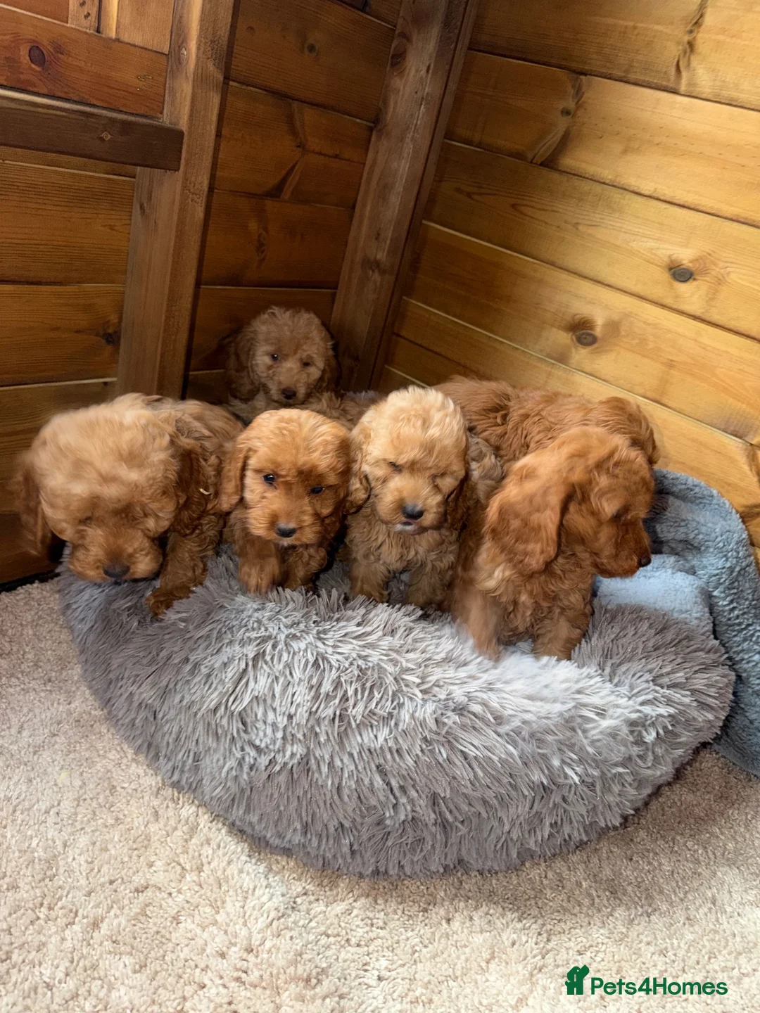 Cockapoo dogs for sale: Ready now we have fox red and apricot cockapoos F1 in Stourport-on-Severn - Advert 13