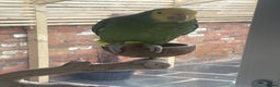 Parrots birds for sale: DYH double yellow headed Amazon parrots - Advert 5